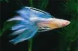 Freshwater fish